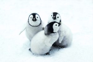 Lee más sobre el artículo Apadrina un Pingüino