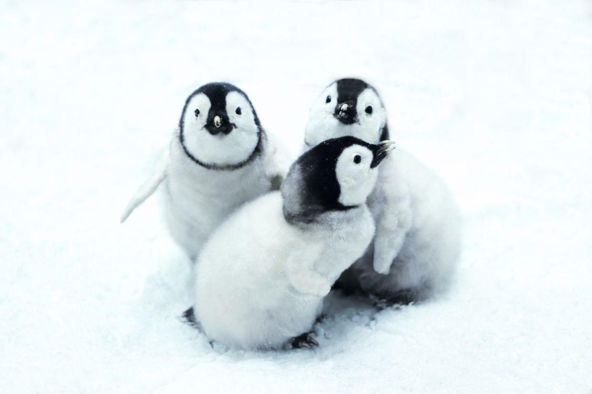 En este momento estás viendo Apadrina un Pingüino