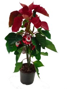 Bonsai navideño