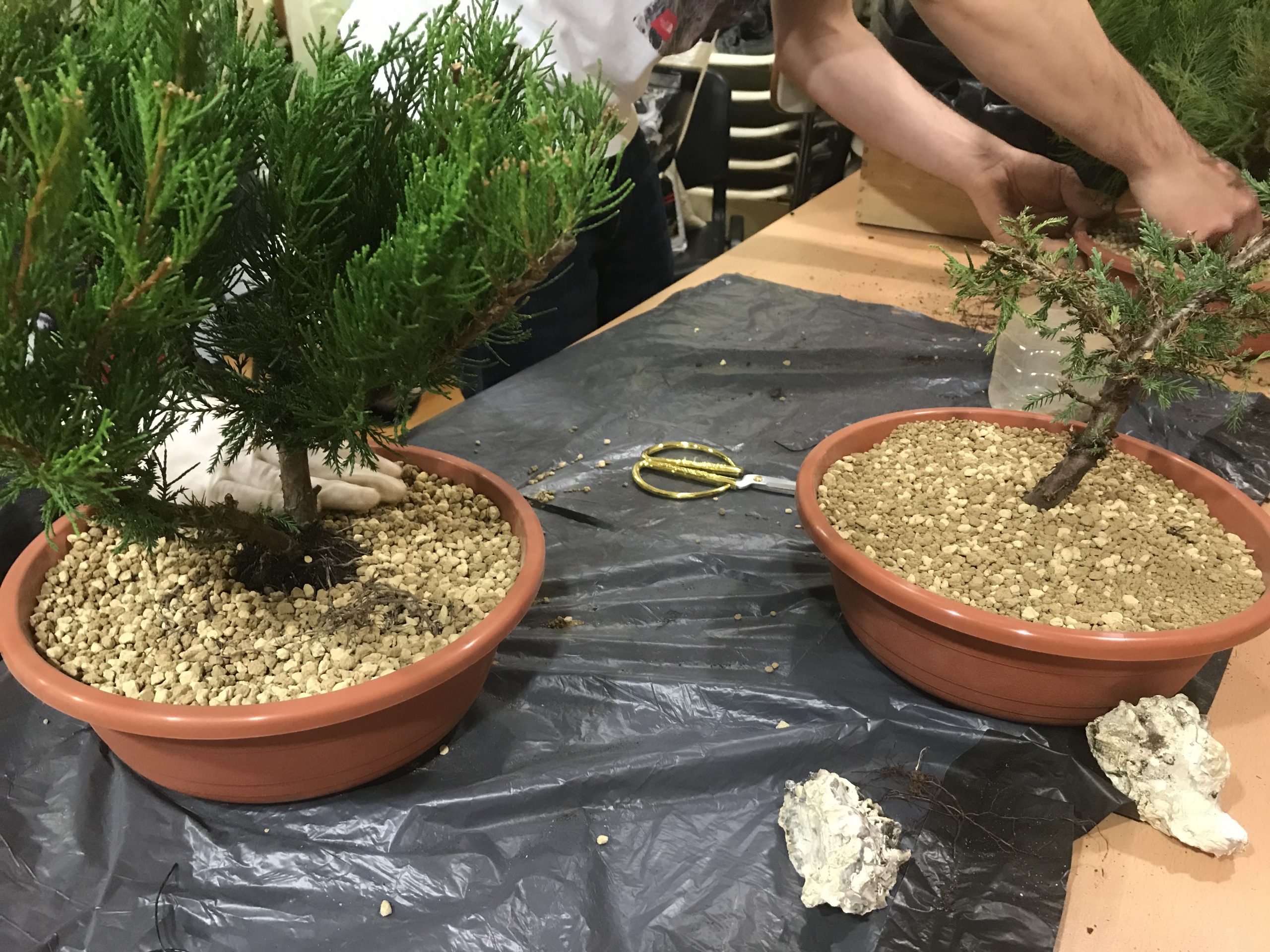 En este momento estás viendo III Curso de Bonsai