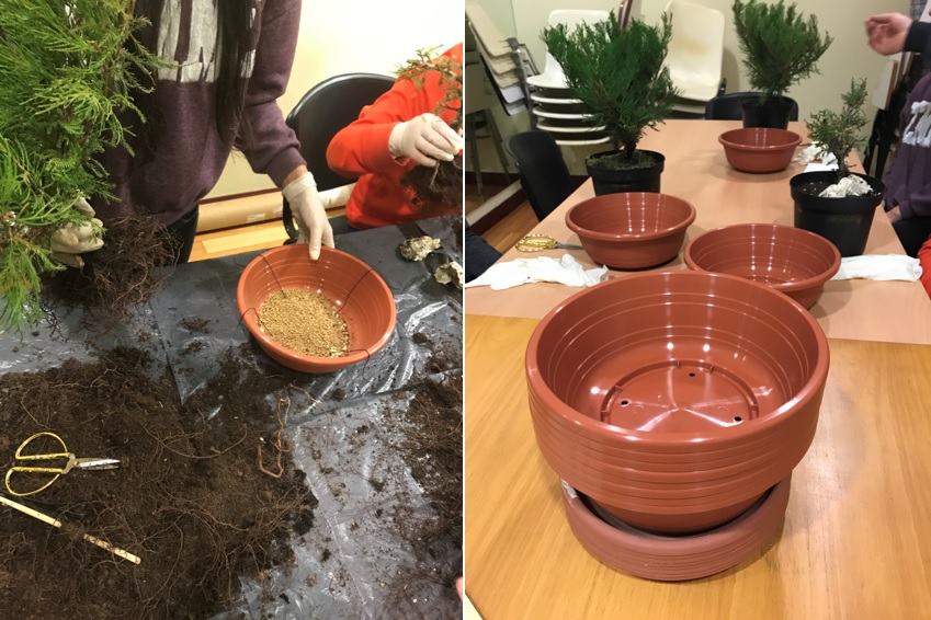 III Curso de Bonsai