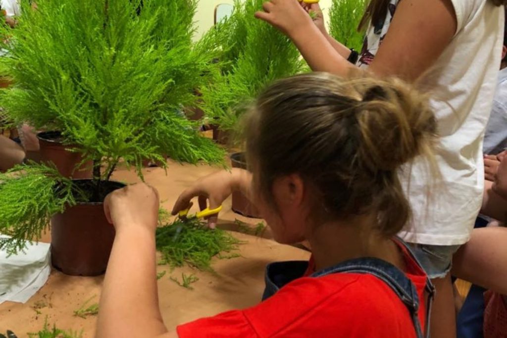 Lee más sobre el artículo Taller de Iniciación al Bonsai