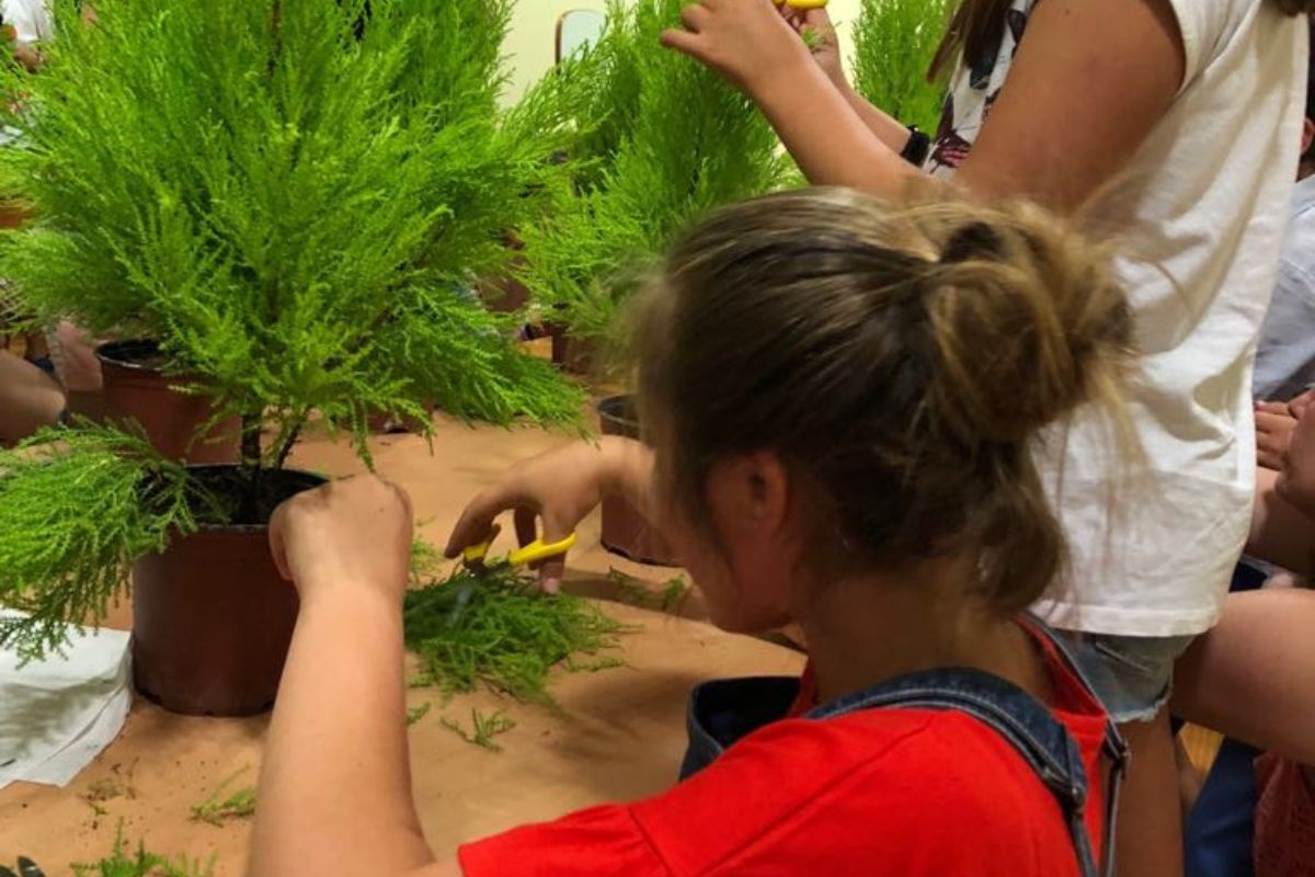 En este momento estás viendo Taller de Iniciación al Bonsai